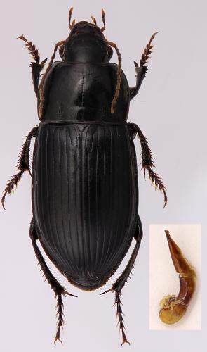 Réf. 293 933 : Harpalus serripes