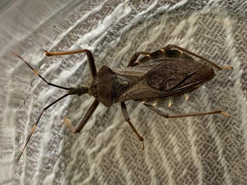 Isyndus obscurus