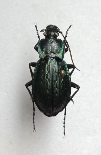 Carabus cancellatus emarginatus