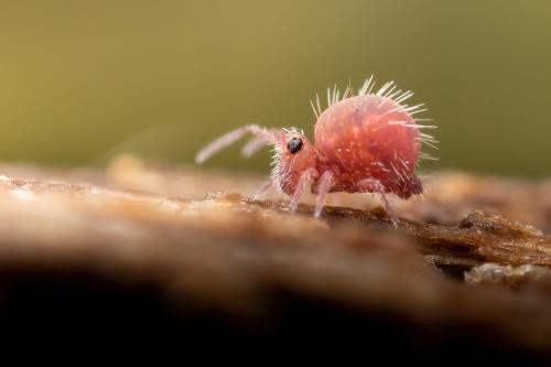 Réf. 293 147 : Caprainea marginata