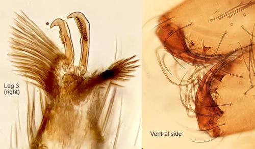 Zoropsis spinimana