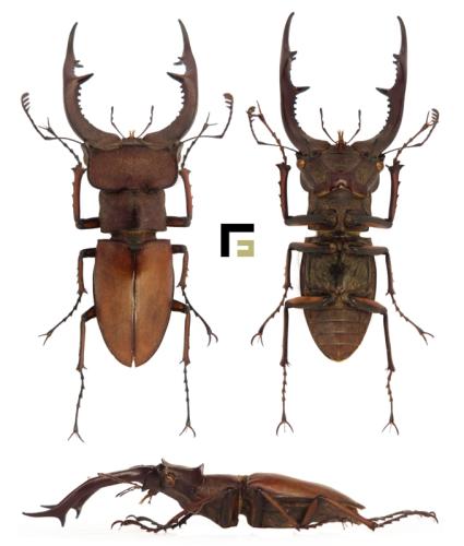 Réf. 293 940 : Lucanus sp.