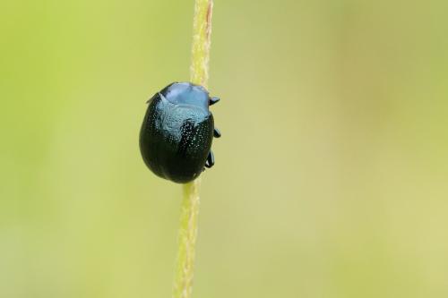 Réf. 293 951 : Chrysolina haemoptera