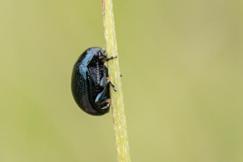 Réf. 293 952 : Chrysolina haemoptera
