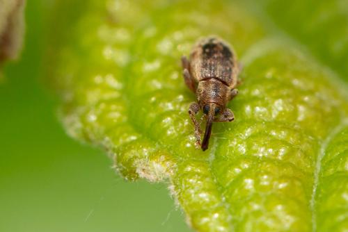 Réf. 293 361 : Dorytomus sp.