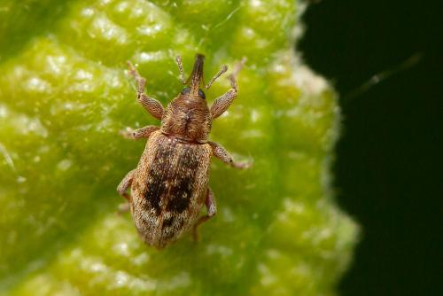 Réf. 293 360 : Dorytomus sp.