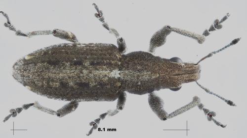Charagmus griseus