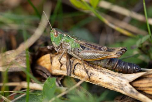 Réf. 293 241 : Stenobothrus nigromaculatus nigromaculatus