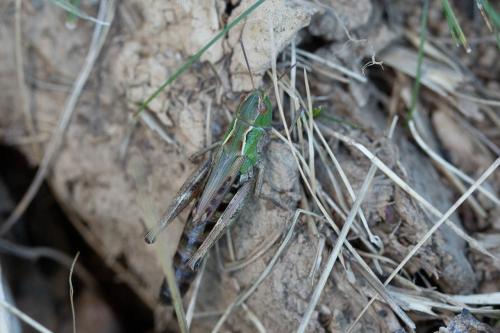 Réf. 293 242 : Stenobothrus nigromaculatus nigromaculatus
