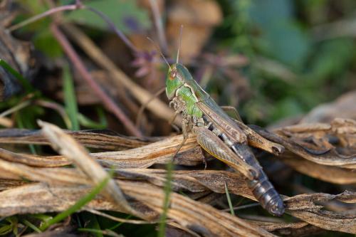 Réf. 293 243 : Stenobothrus nigromaculatus nigromaculatus