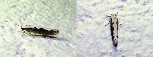 Réf. 293 315 : Ethmia bipunctella