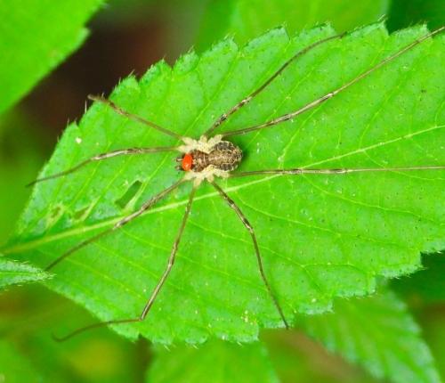 Mitopus morio