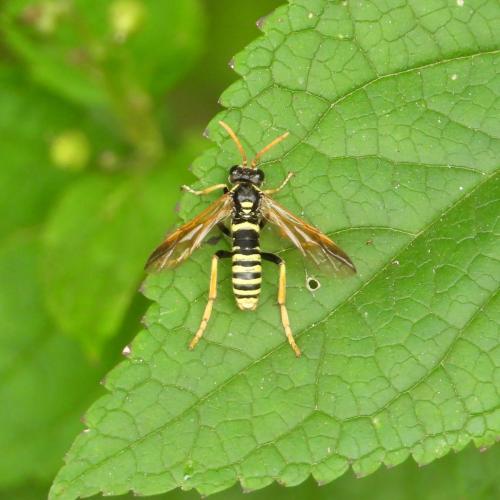 Réf. 293 648 : Tenthredo scrophulariae