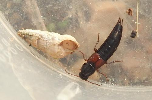 Réf. 293 496 : Quedius sp.