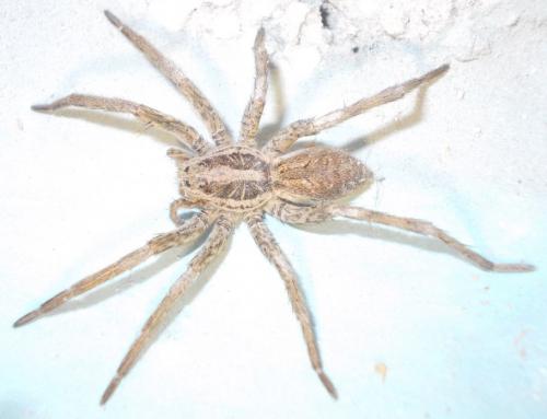Hogna radiata