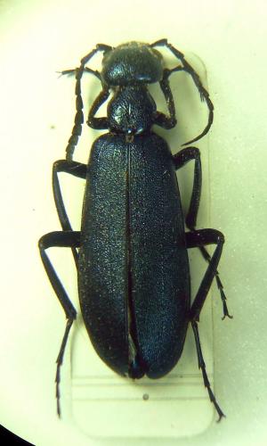 Cyaneolytta granulipennis pectoralis