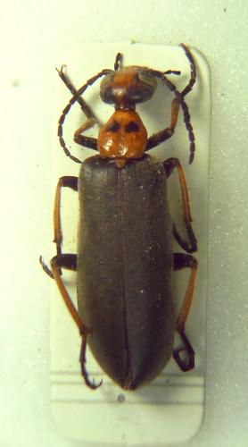 Lydomorphus bisignatus