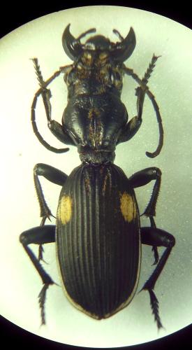 Réf. 293 679 : Anthia cephalotes