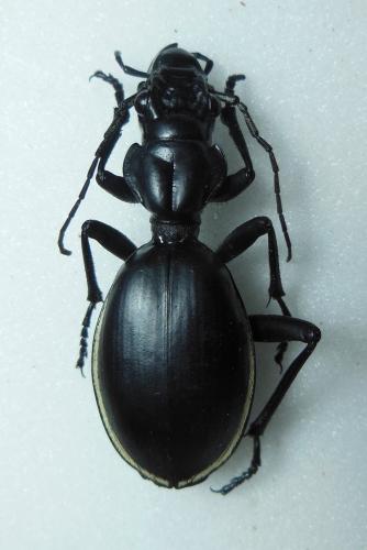Anthia cinctipennis