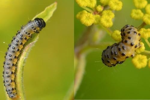 Depressaria radiella