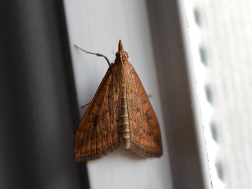 Réf. 293 550 : Udea ferrugalis
