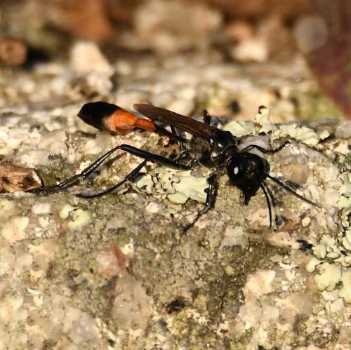 Ammophila sp.