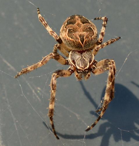 Réf. 293 582 : Larinioides sclopetarius