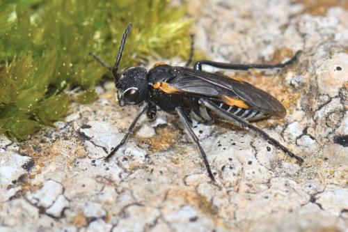 Sciapteryx costalis soror