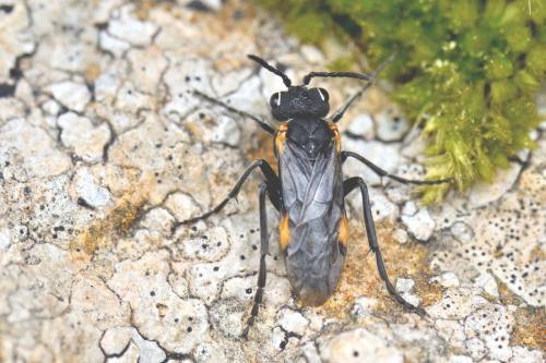 Réf. 293 890 : Sciapteryx costalis soror