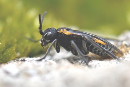 Sciapteryx costalis soror