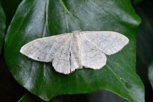 Réf. 293 171 : Scopula sp.