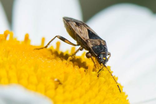 Réf. 293 311 : Trapezonotus ullrichi