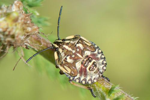 Réf. 293 388 : Carpocoris pudicus