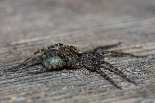 Acantholycosa sp.