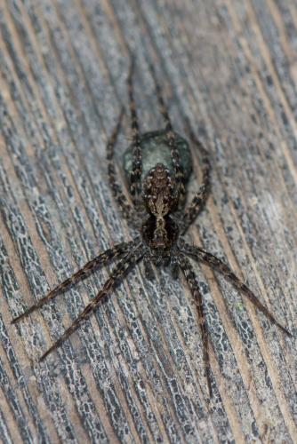 Acantholycosa sp.