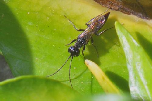 Réf. 293 744 : Dolichurus corniculus