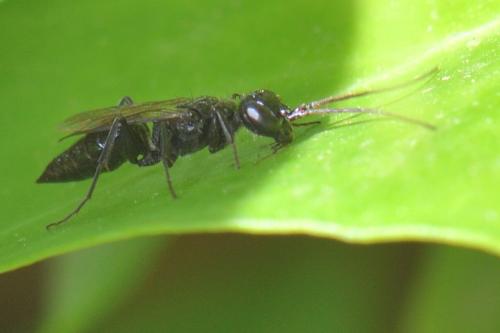 Réf. 293 745 : Dolichurus corniculus