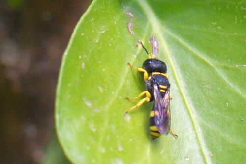 Ectemnius hypsae