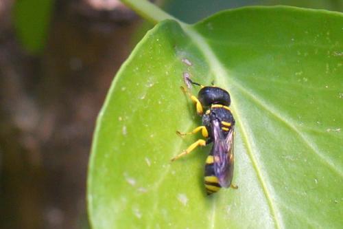 Ectemnius hypsae