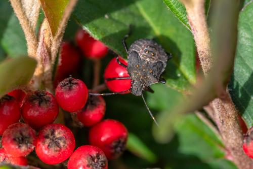 Halyomorpha halys