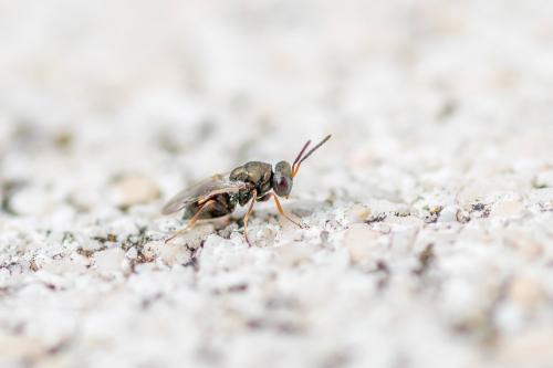 Réf. 293 849 : Pteromalinae inconnu