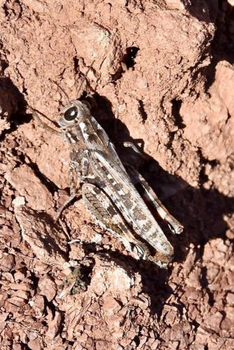 Calliptamus sp.