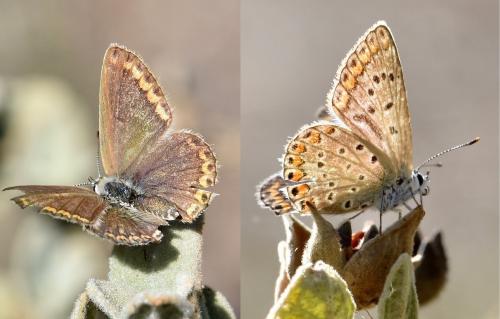 Réf. 293 324 : Polyommatus icarus
