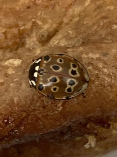 Réf. 293 205 : Anatis ocellata