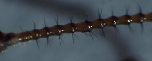 Leuctra geniculata