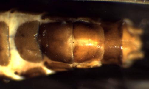 Leuctra geniculata