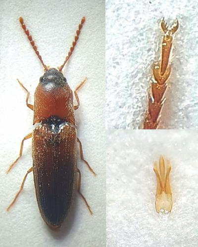 Peripontius terminatus