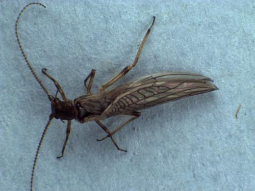 Leuctra geniculata