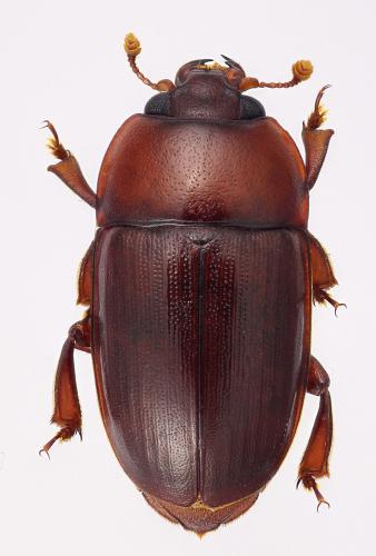 Lasiodactylus falini