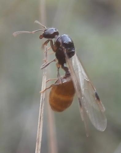 Aphaenogaster dulcineae